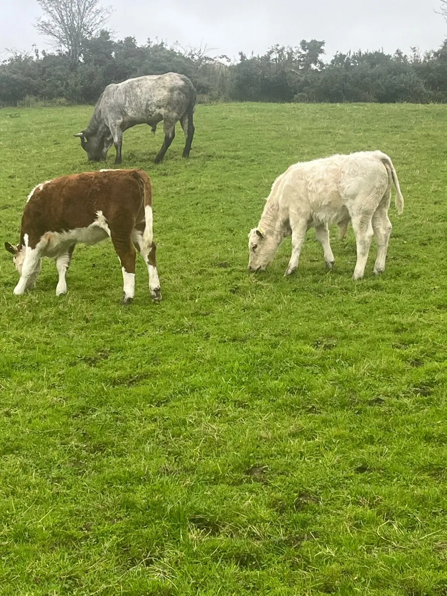 Suckler bred Weanlings - Image 2