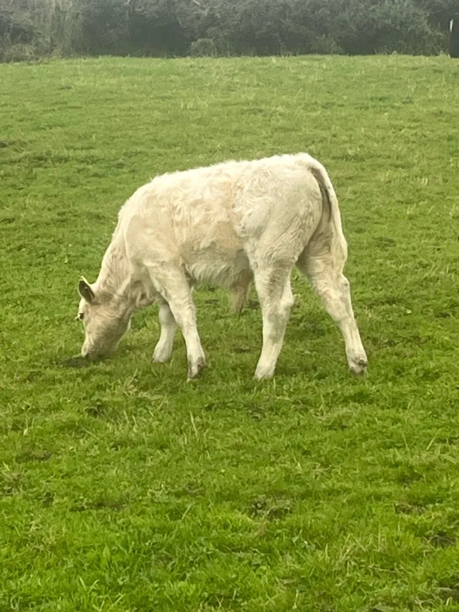 Suckler bred Weanlings - Image 3