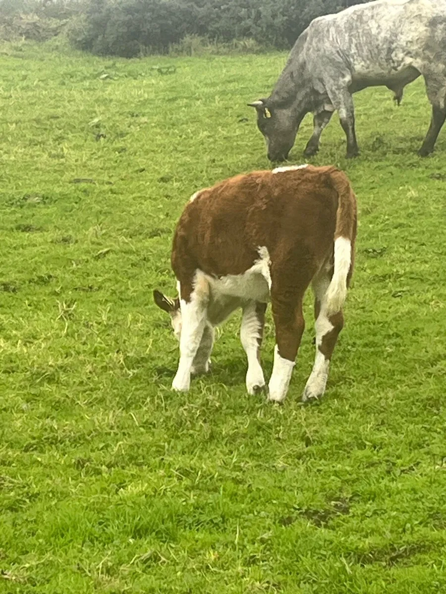 Suckler bred Weanlings - Image 4