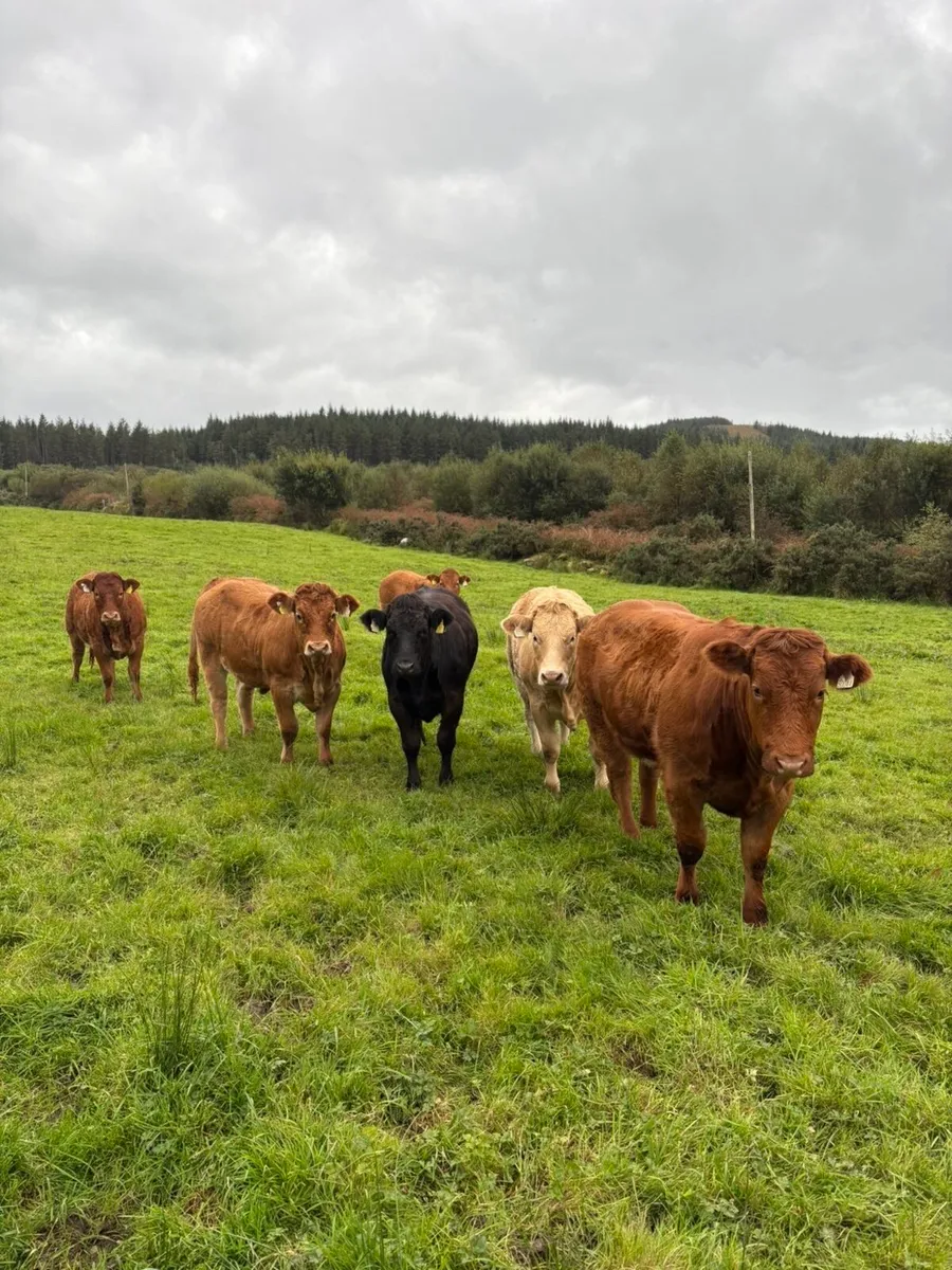 5 heifers for Kenmare mart 2nd October - Image 2
