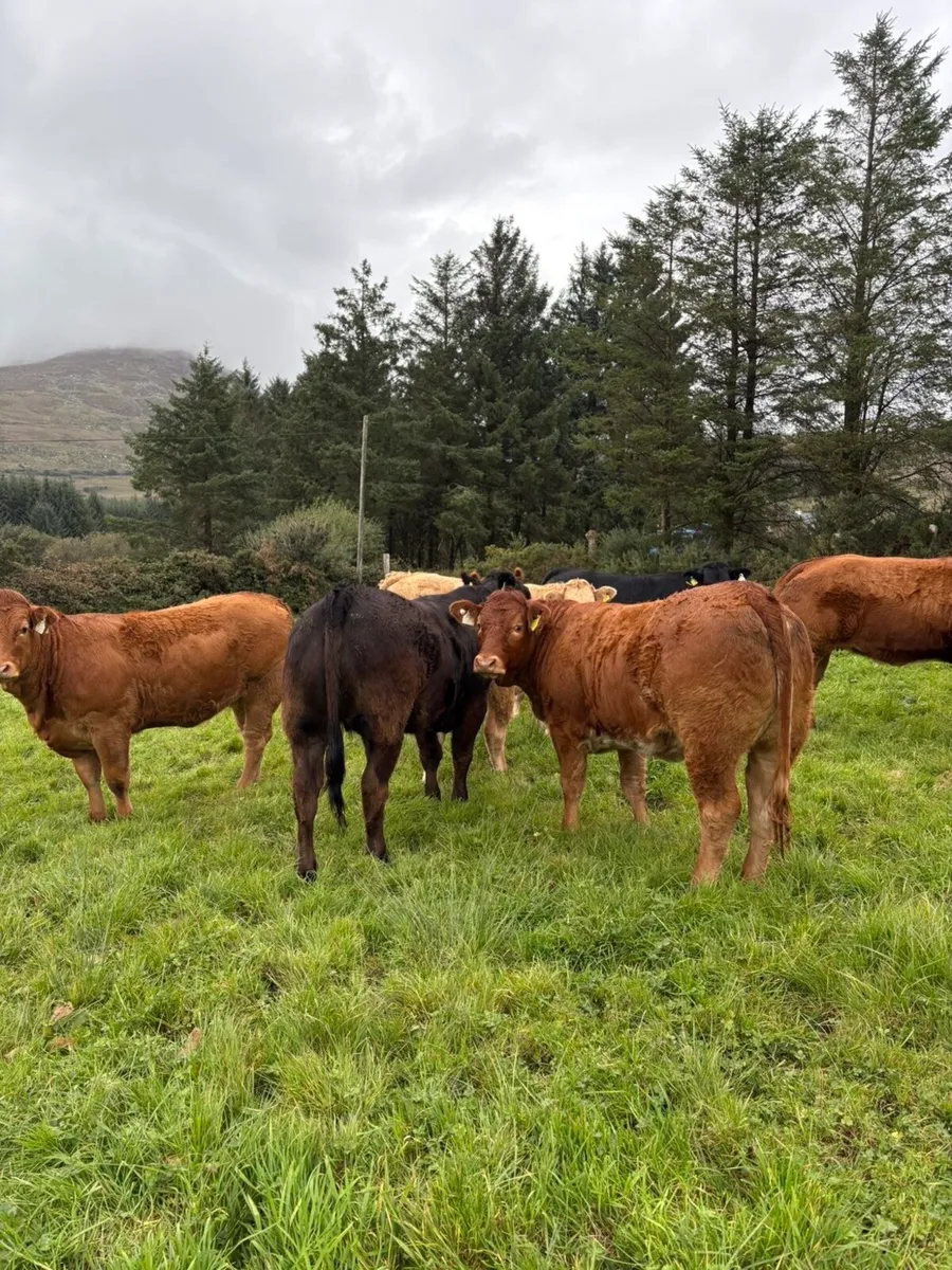 5 heifers for Kenmare mart 2nd October - Image 3
