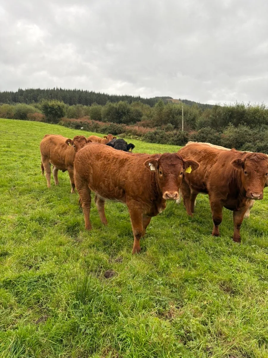 5 heifers for Kenmare mart 2nd October - Image 4