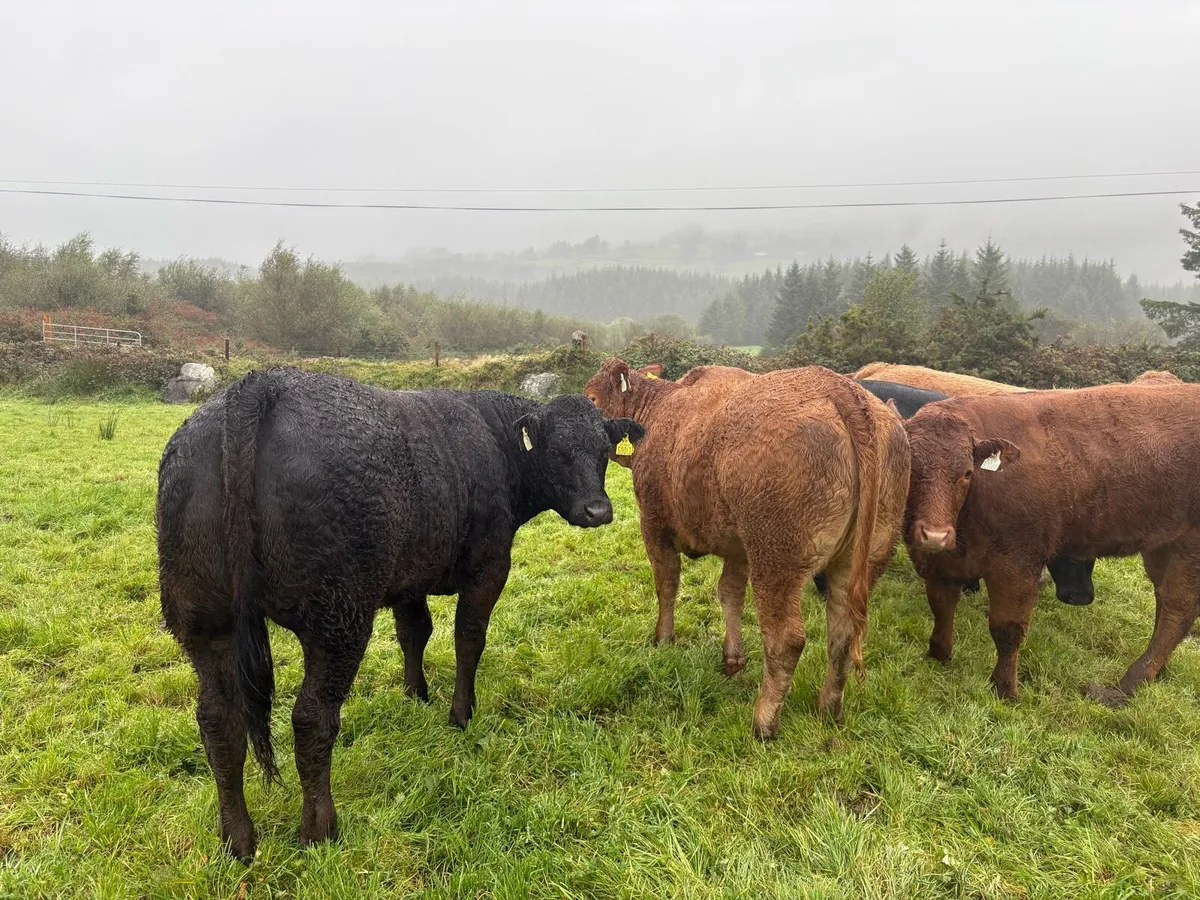 5 heifers for Kenmare mart 2nd October - Image 1