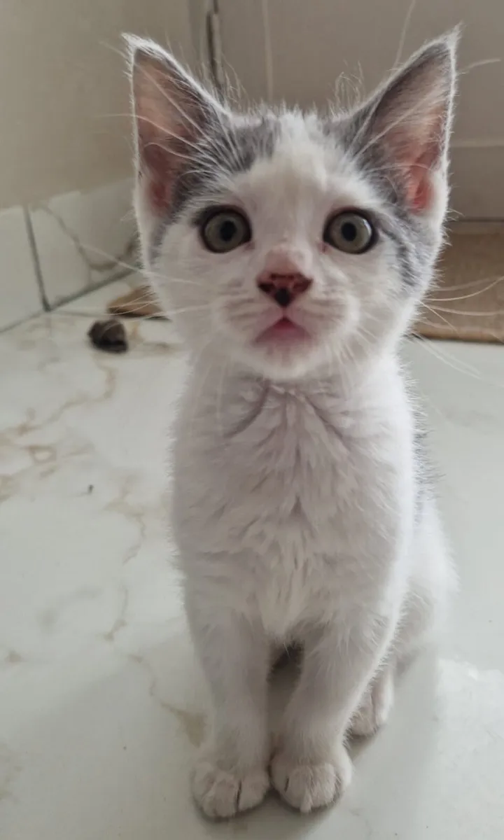 2 male kittens - Image 2