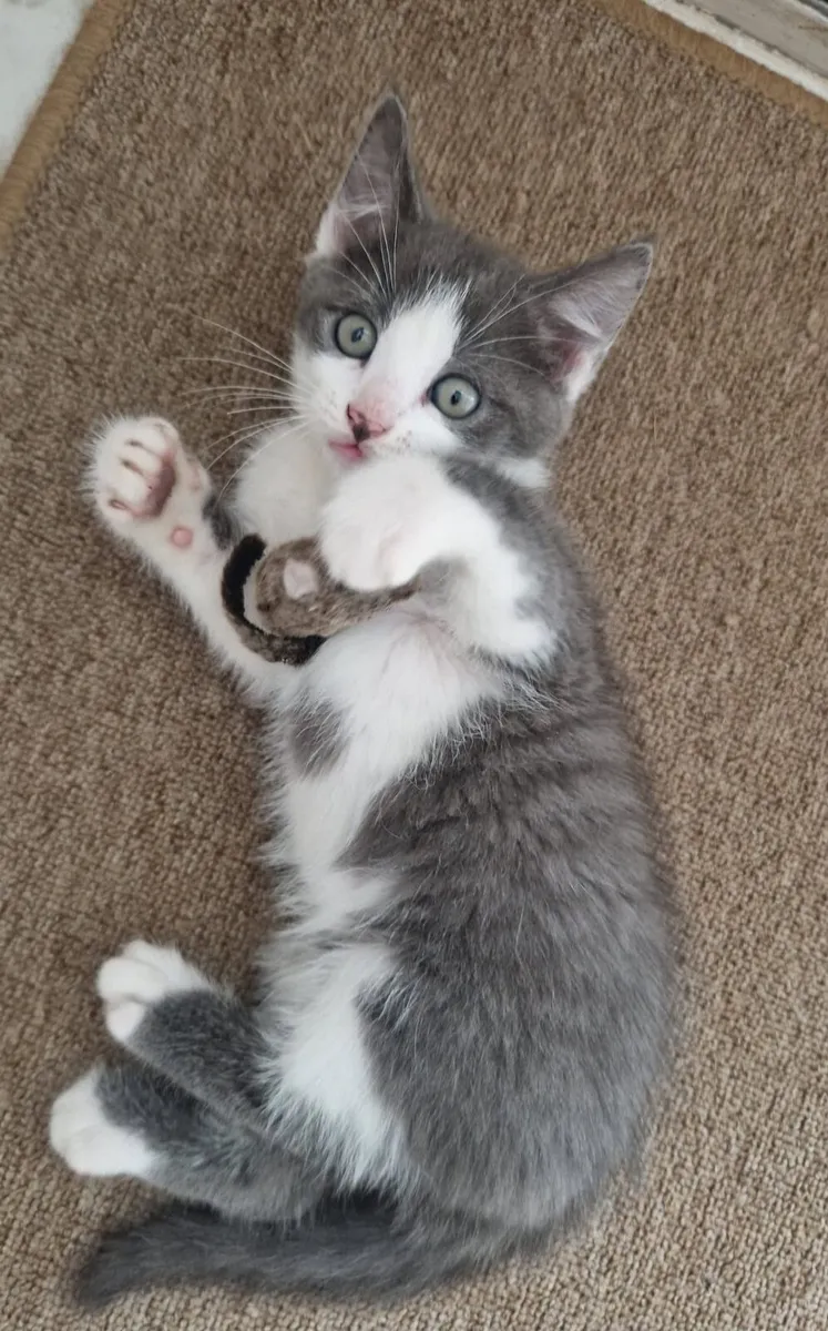 2 male kittens - Image 3