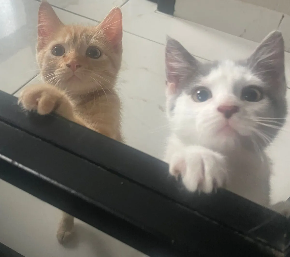 2 male kittens - Image 4