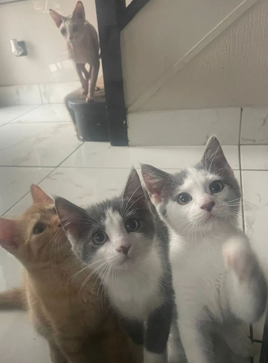 2 male kittens - Image 1