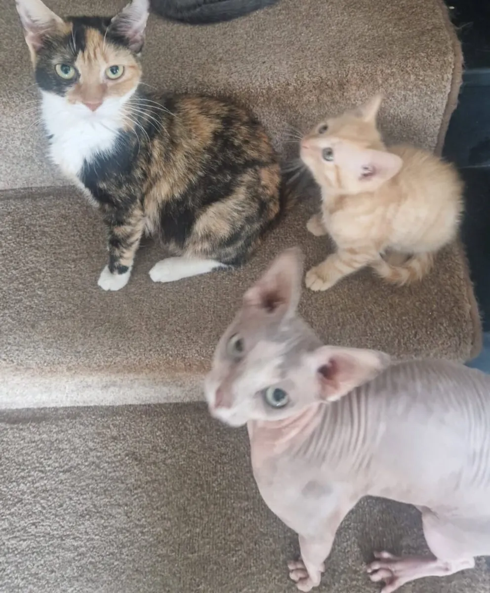 male kittens - Image 3