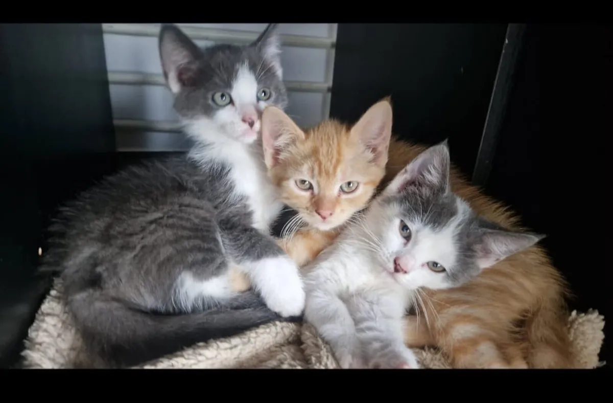 male kittens - Image 4