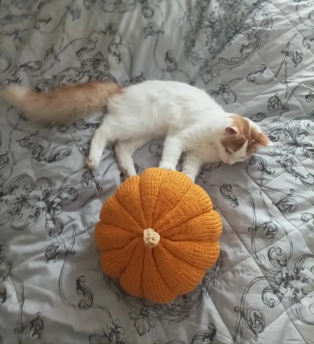 VAN///Turkish Van kittens - Image 4