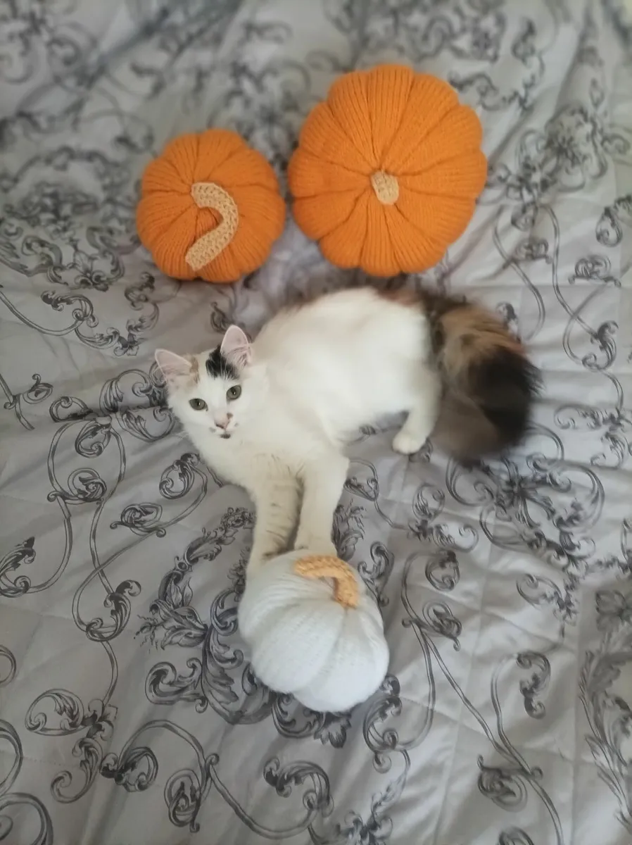 VAN///Turkish Van kittens - Image 3