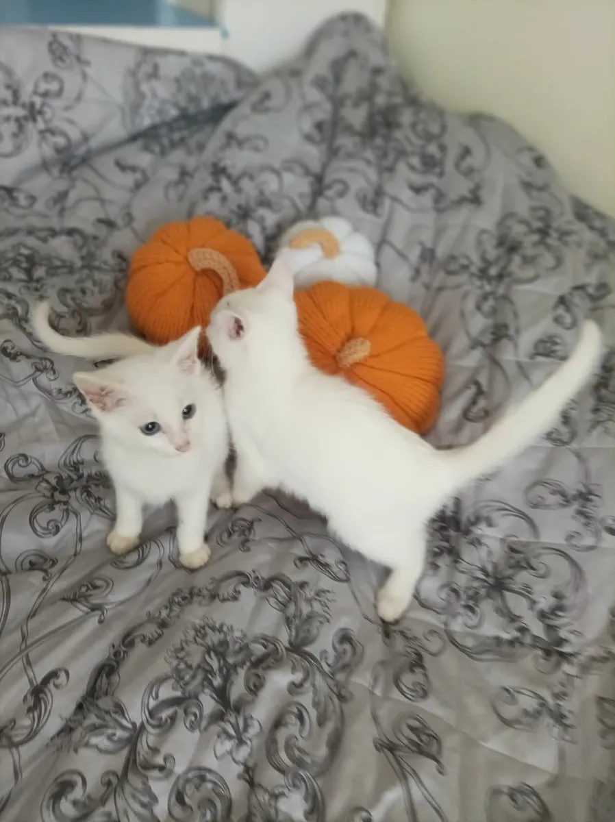 VAN///Turkish Van kittens - Image 1