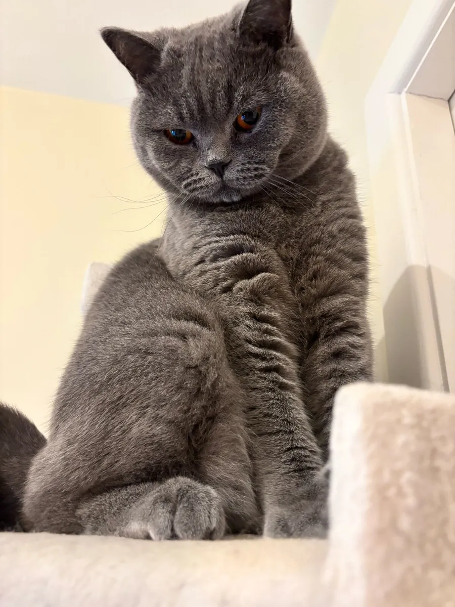 British Shorthair - Image 1