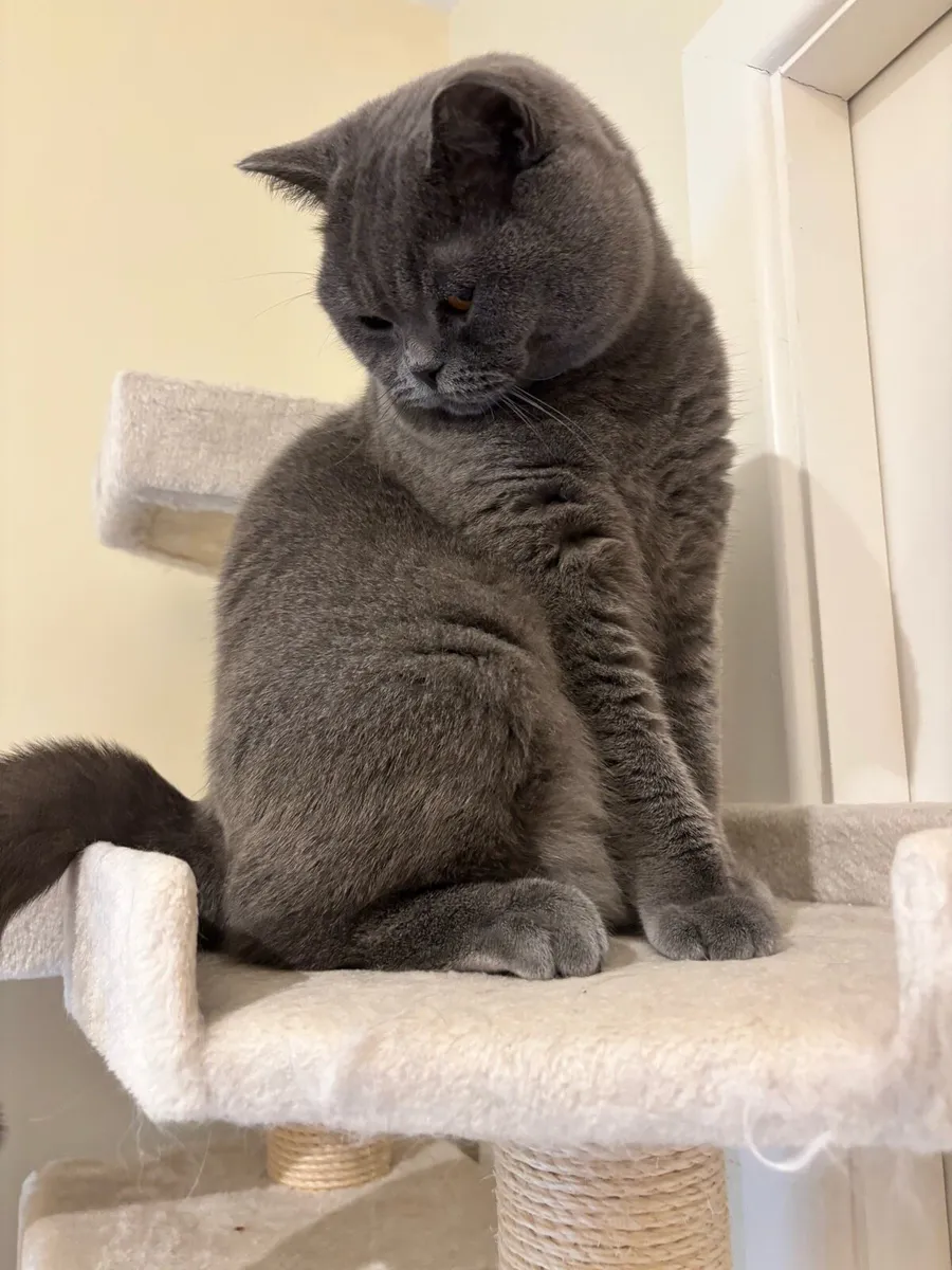 British Shorthair - Image 2