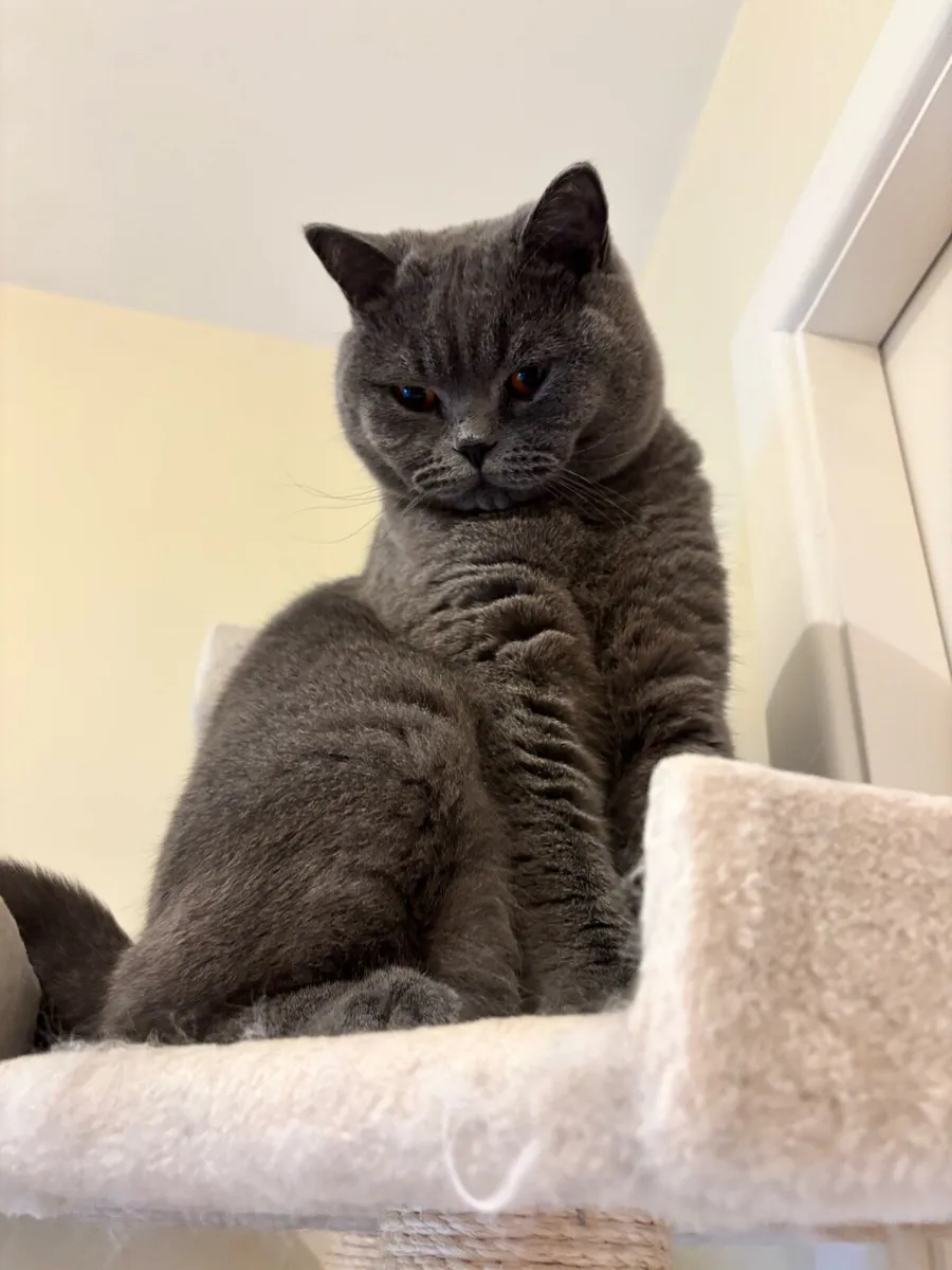 British Shorthair - Image 3