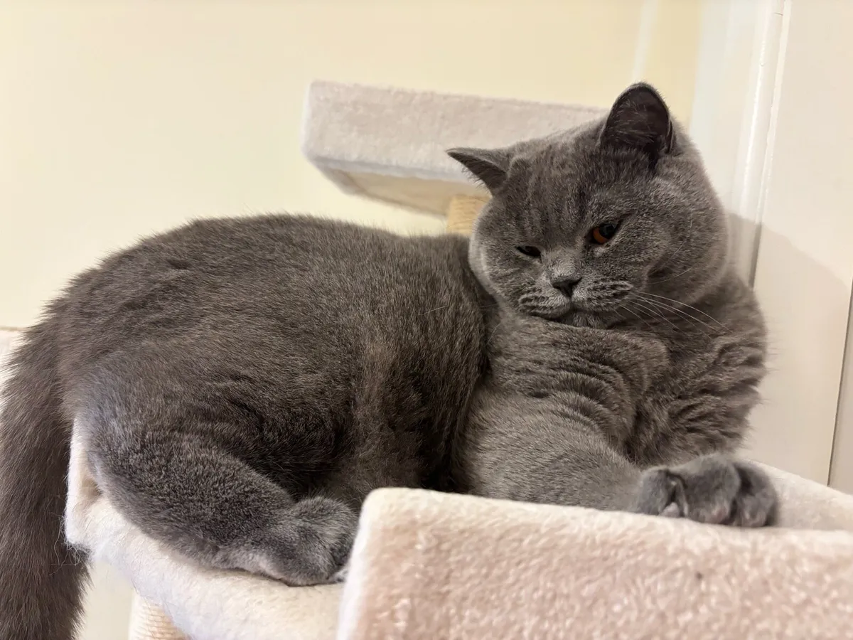 British Shorthair - Image 4