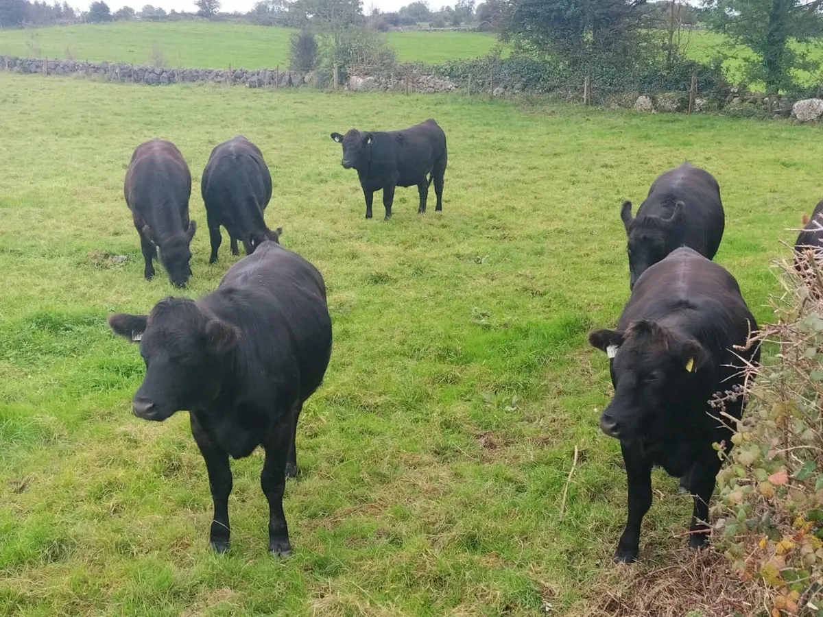 Cattle - Image 3