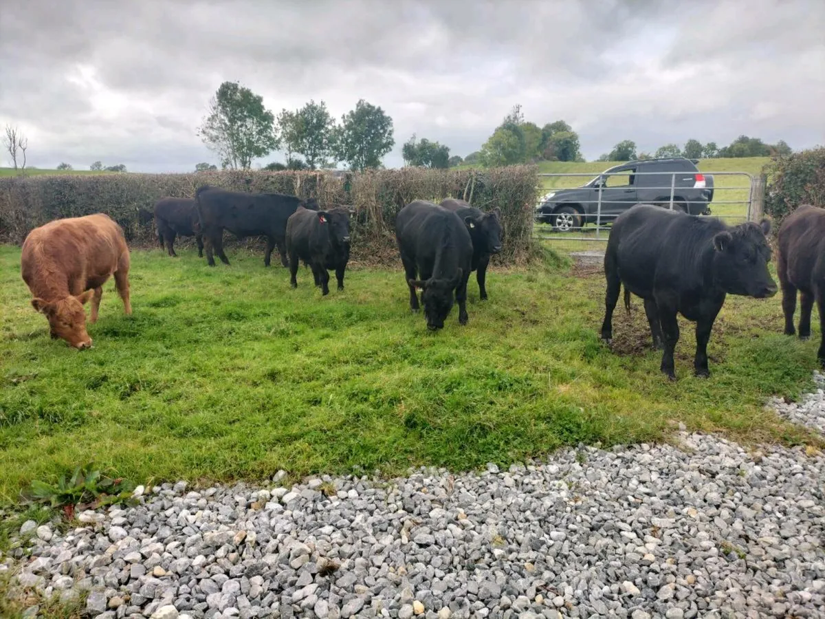 Cattle - Image 4
