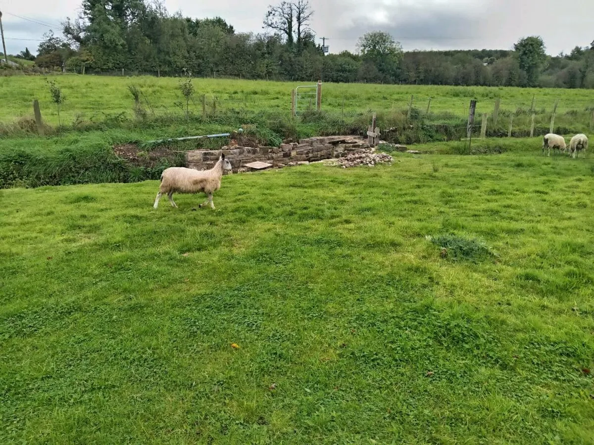 Traditional bluefaced Leicester ewe lambs - Image 2