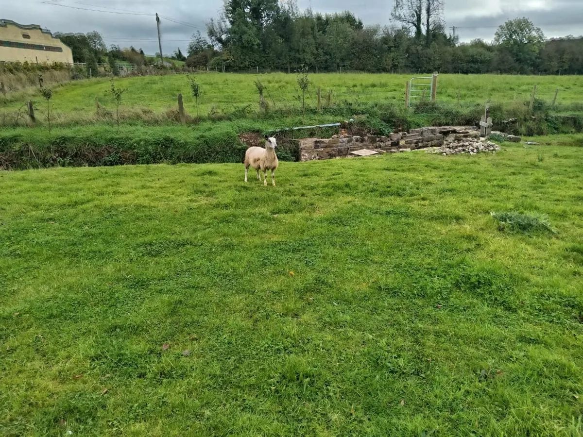 Traditional bluefaced Leicester ewe lambs - Image 3