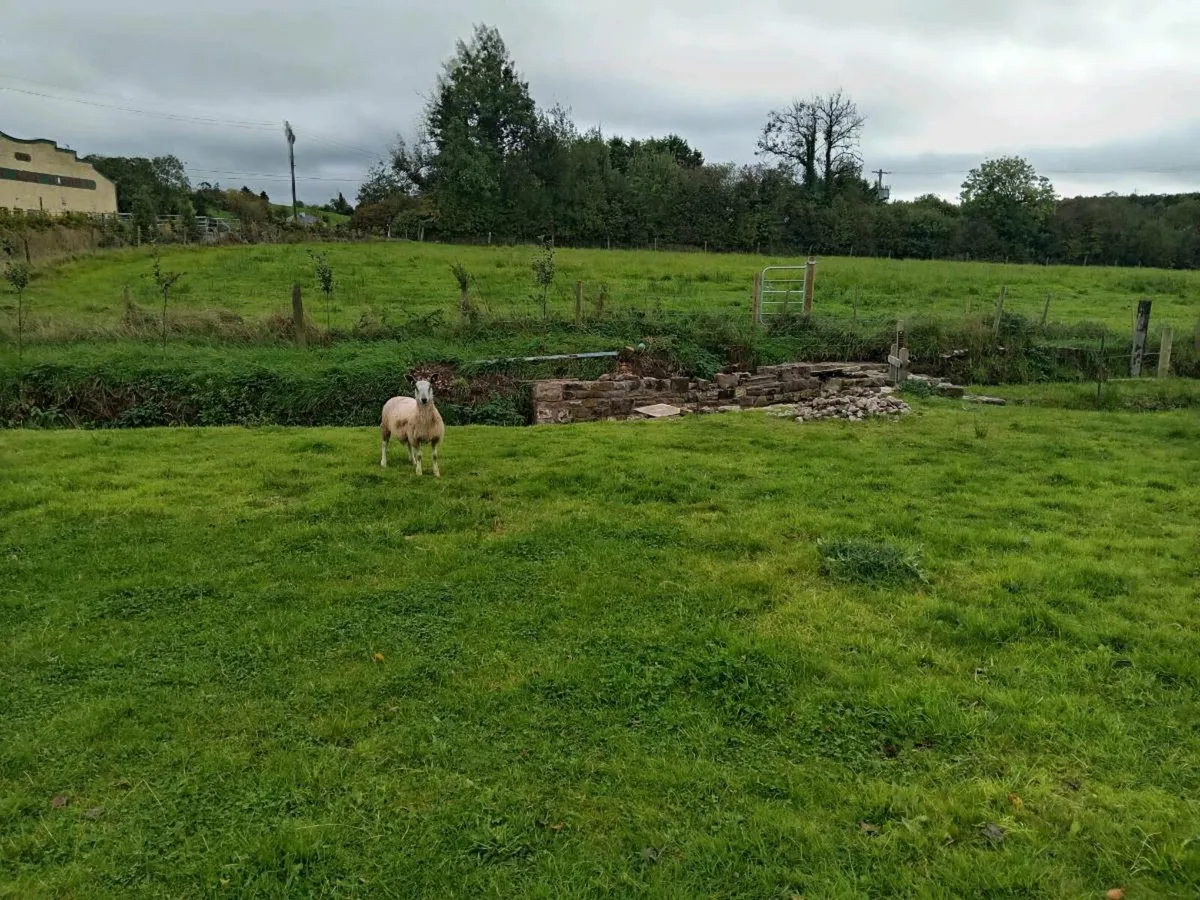 Traditional bluefaced Leicester ewe lambs - Image 4