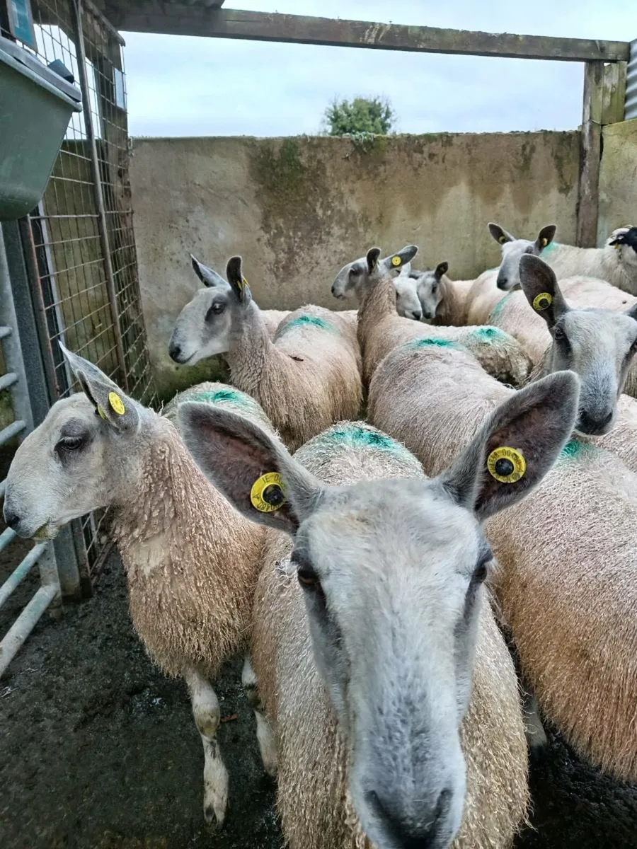 Traditional bluefaced Leicester ewe lambs - Image 1