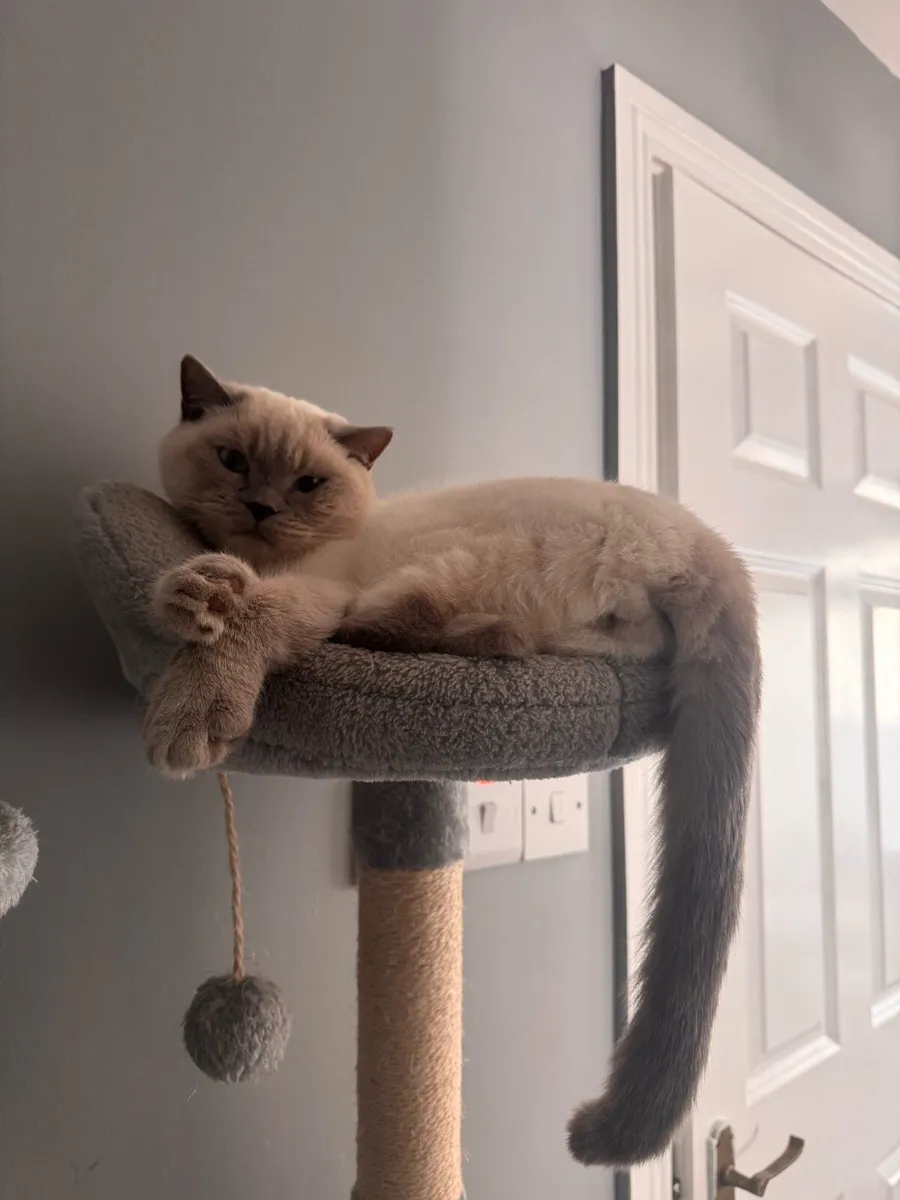 Siamese cat for sale - Image 2