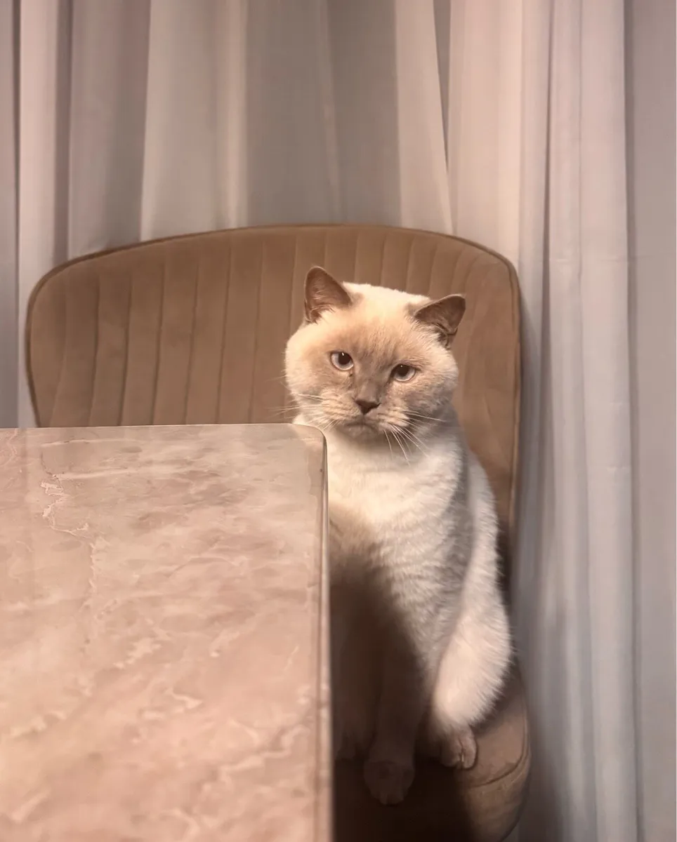 Siamese cat for sale - Image 3