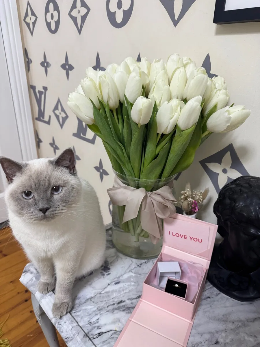 Siamese cat for sale - Image 1