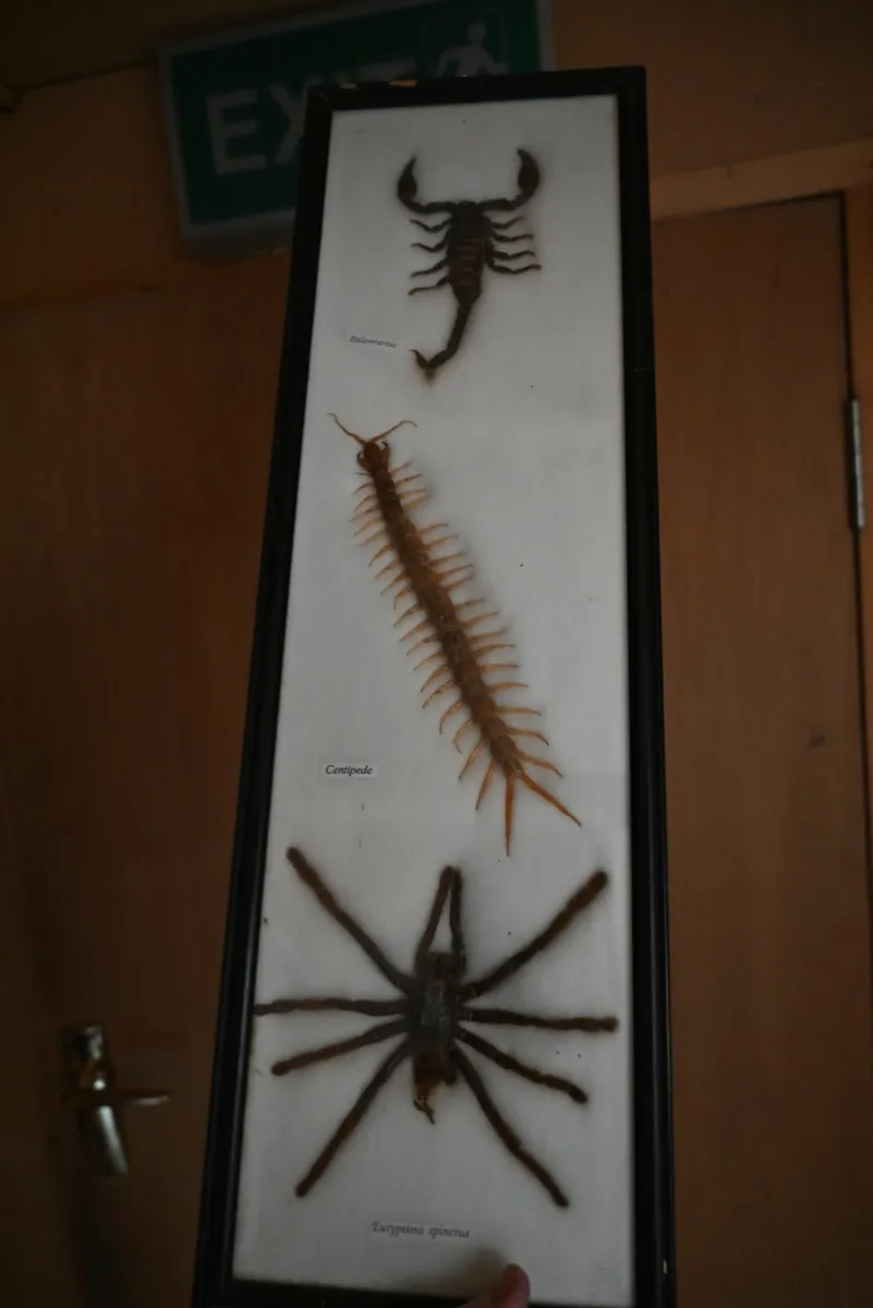 Taxidermy insects - Image 1