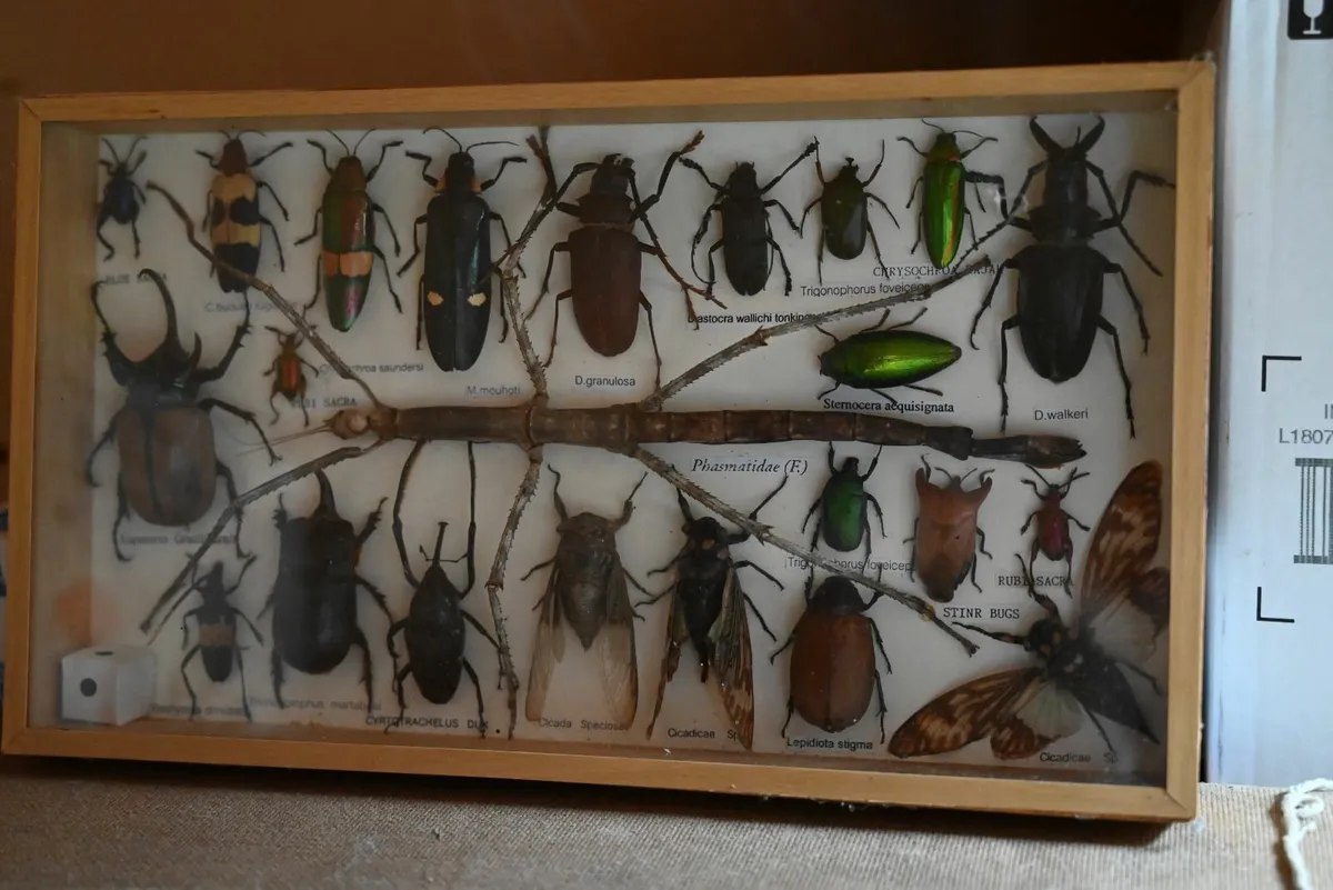 Taxidermy insects - Image 3