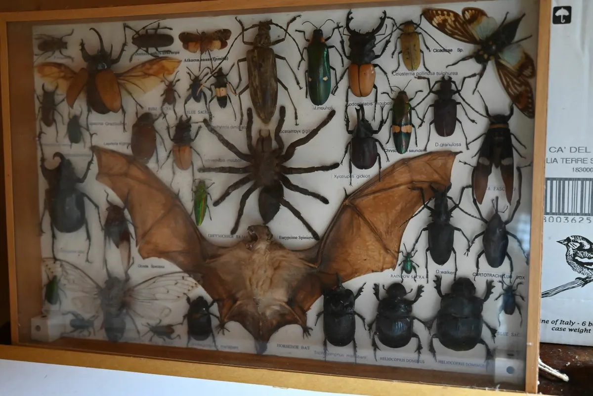 Taxidermy insects - Image 4