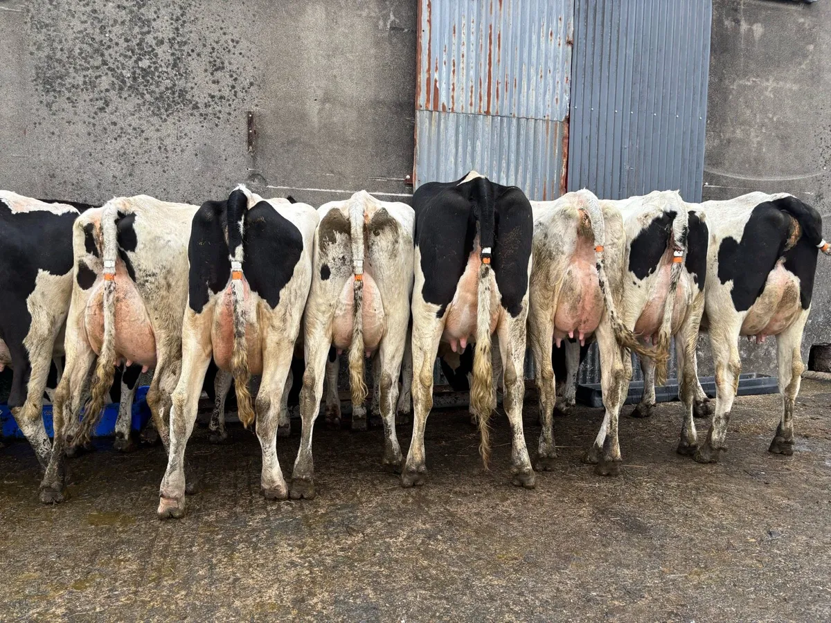 12 Holstein Fresh Calved Heifers