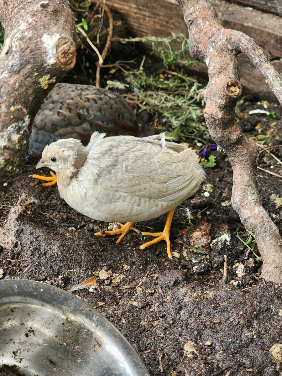 King/ button Quail - Image 2