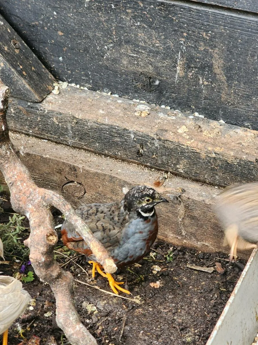 King/ button Quail - Image 3