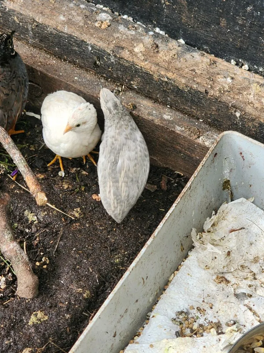King/ button Quail - Image 4