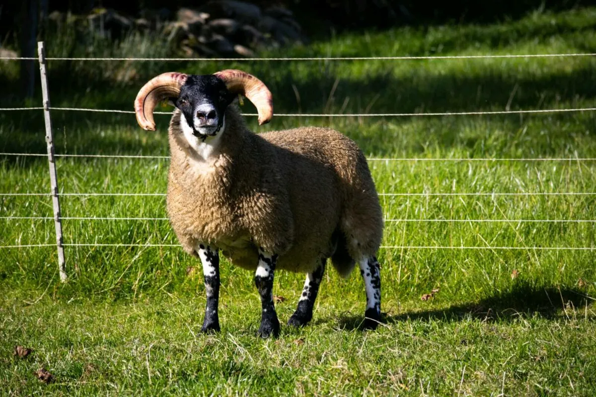 Lanark blackface - Image 1