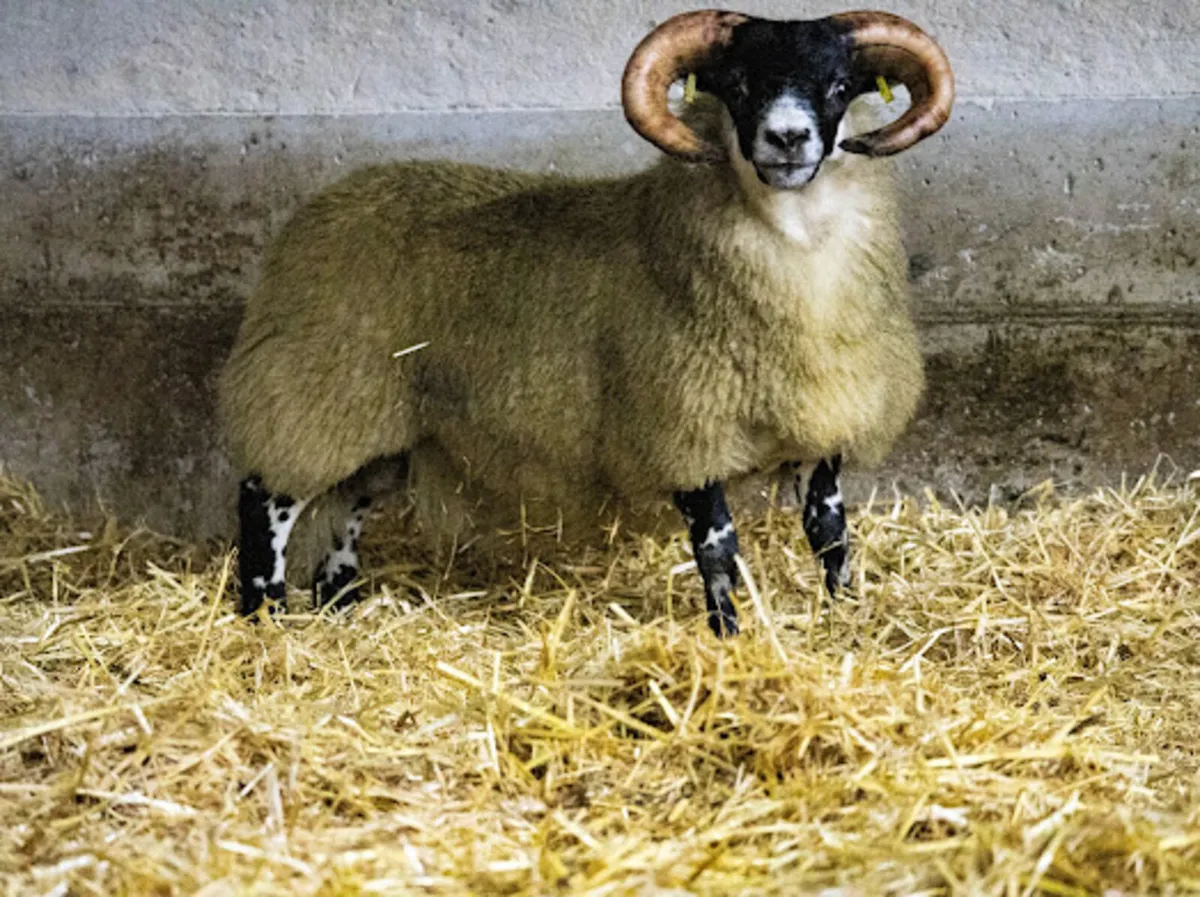 Lanark blackface - Image 2