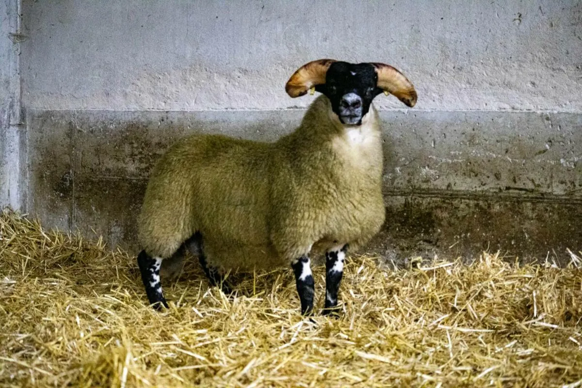 Lanark blackface - Image 3