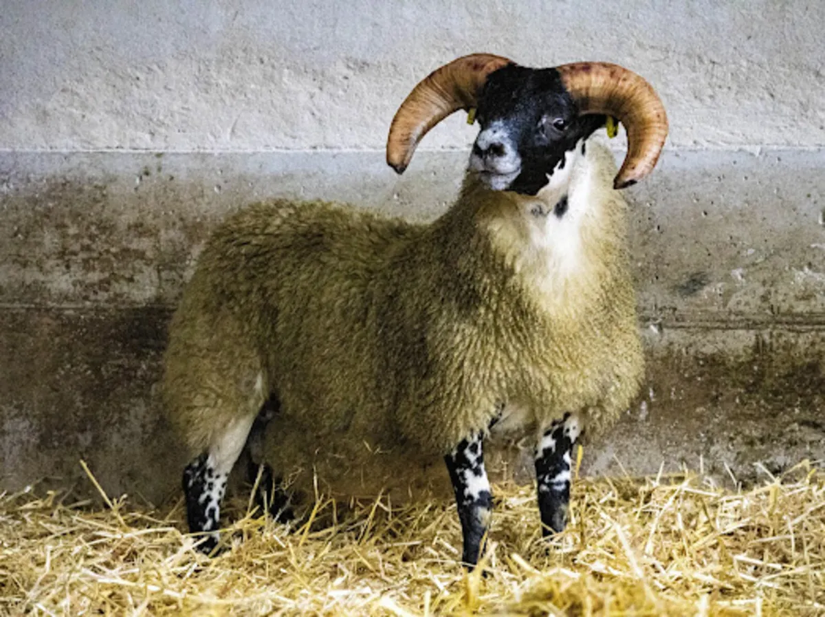 Lanark blackface - Image 4