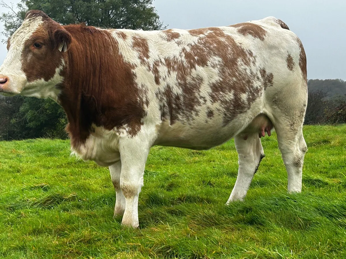 Super 5 Star In-Calf Heifer - Image 1