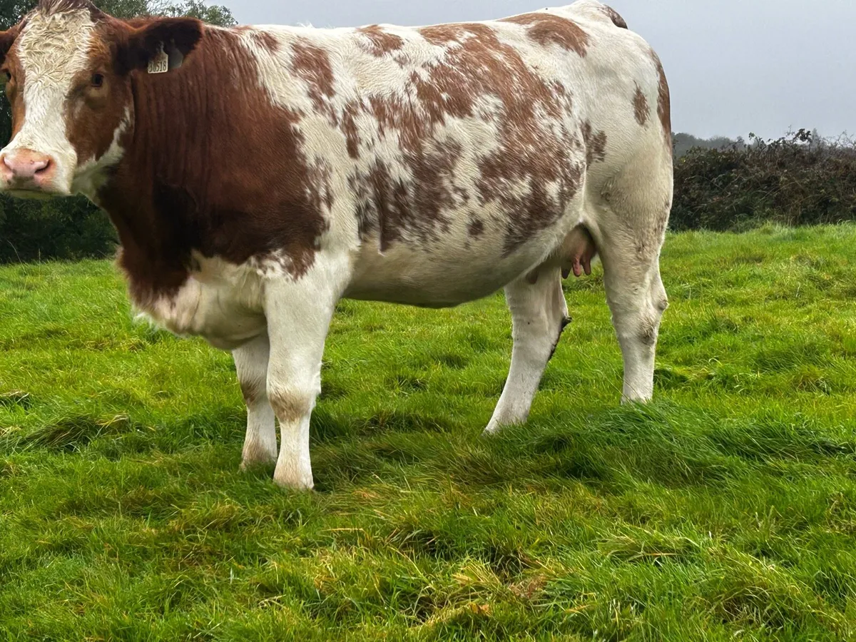 Super 5 Star In-Calf Heifer - Image 2
