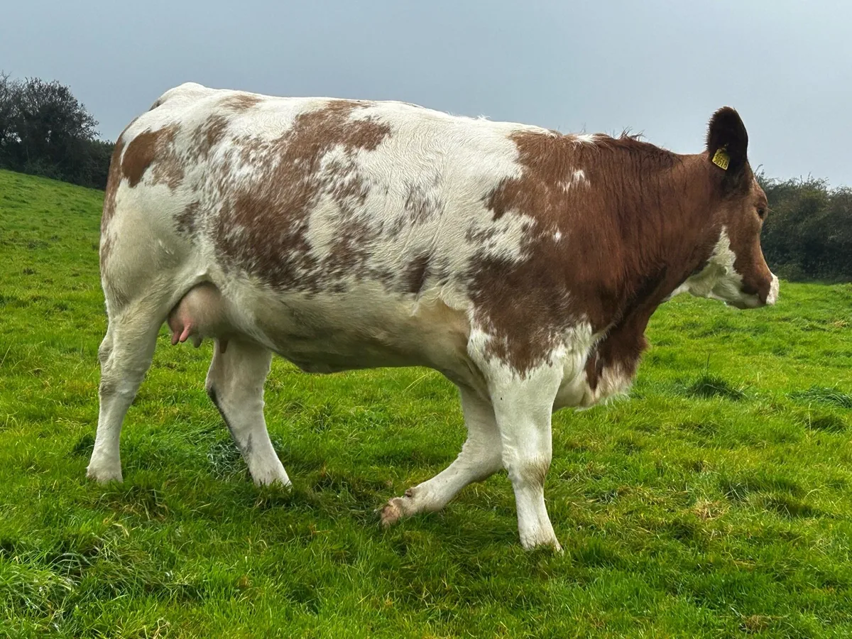Super 5 Star In-Calf Heifer - Image 3