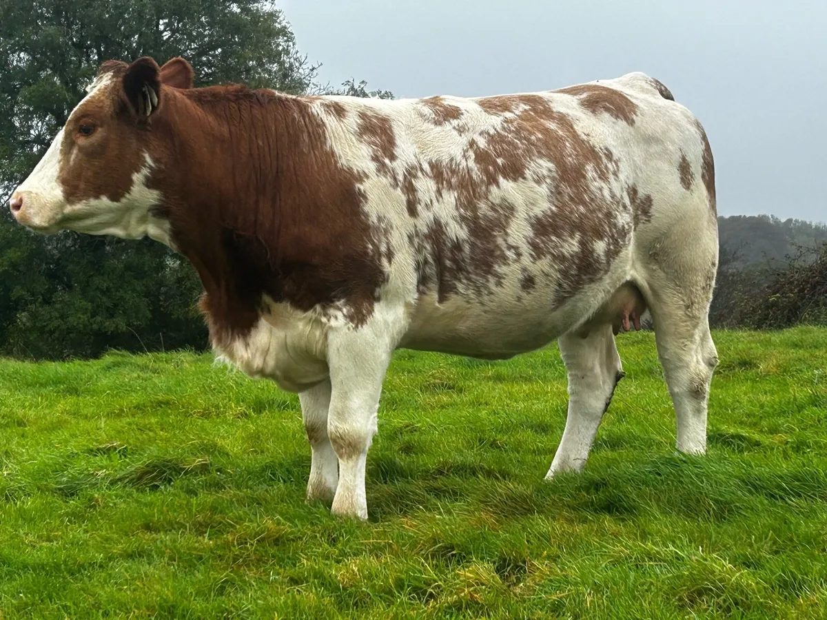 Super 5 Star In-Calf Heifer - Image 4