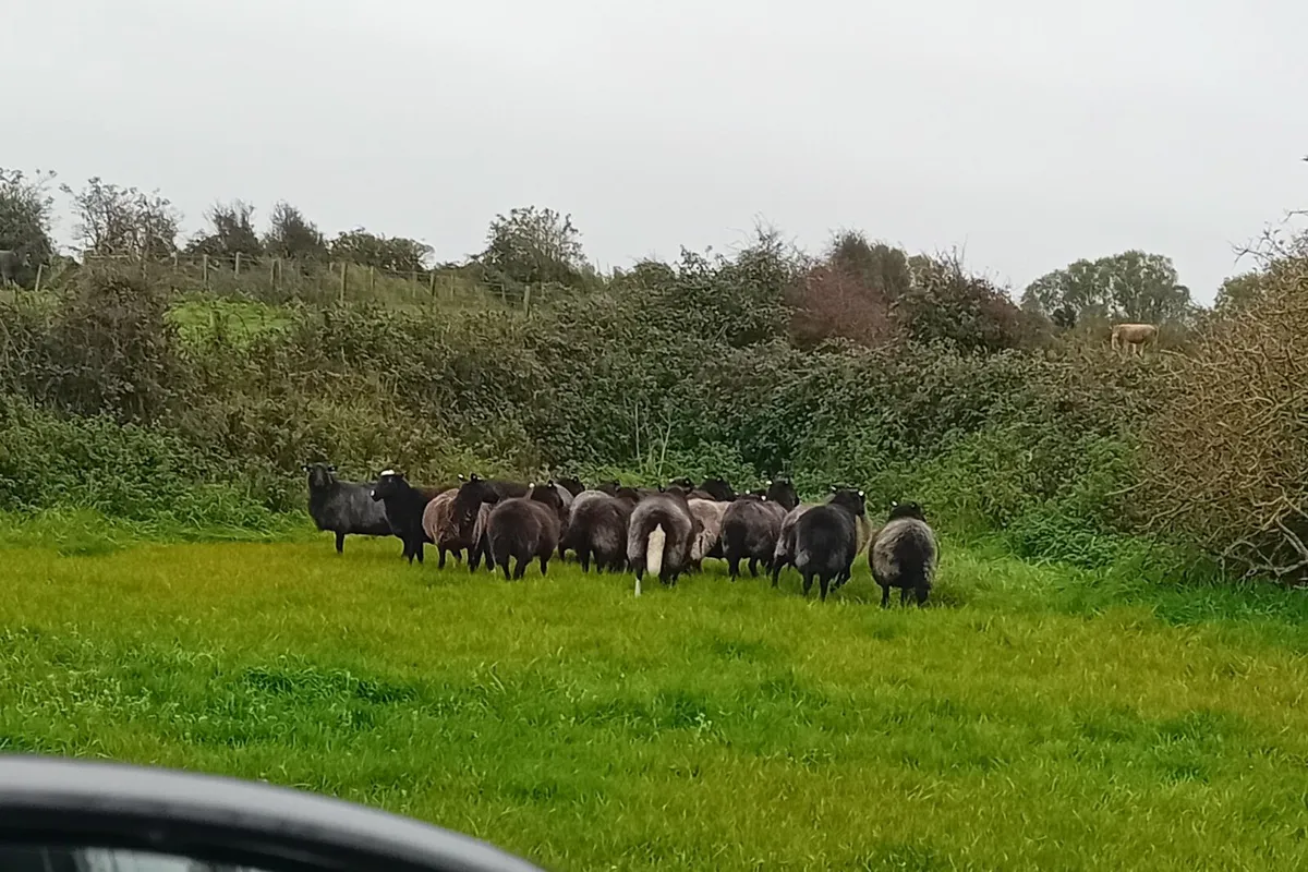 Sheep - Image 1