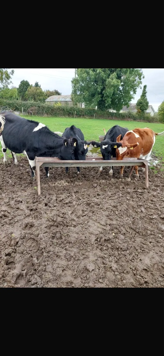 Friesian Heifers - Image 2