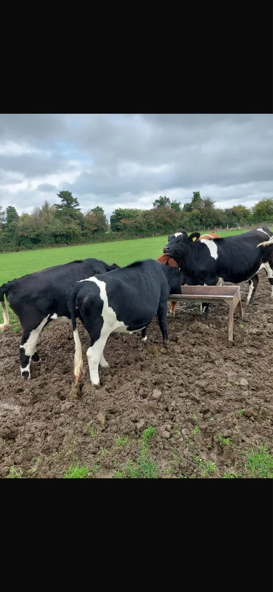 Friesian Heifers - Image 3