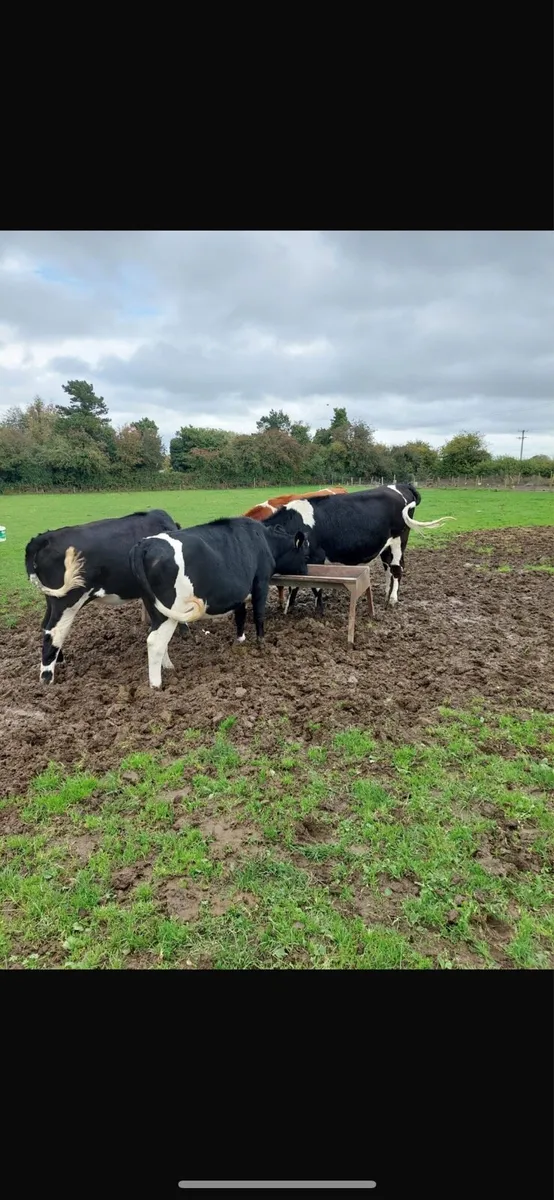 Friesian Heifers - Image 4