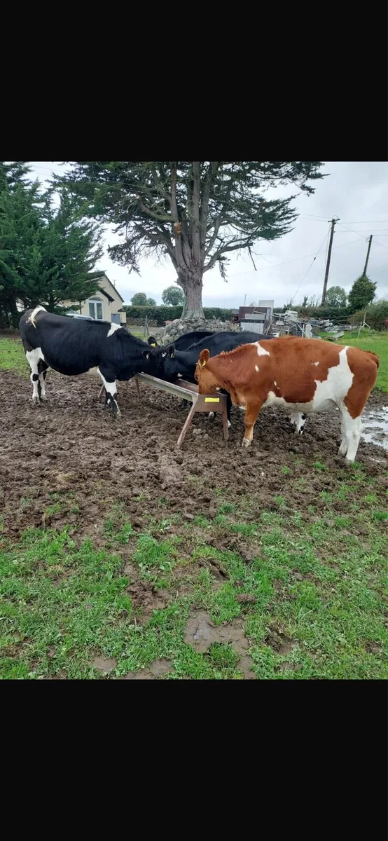 Friesian Heifers - Image 1