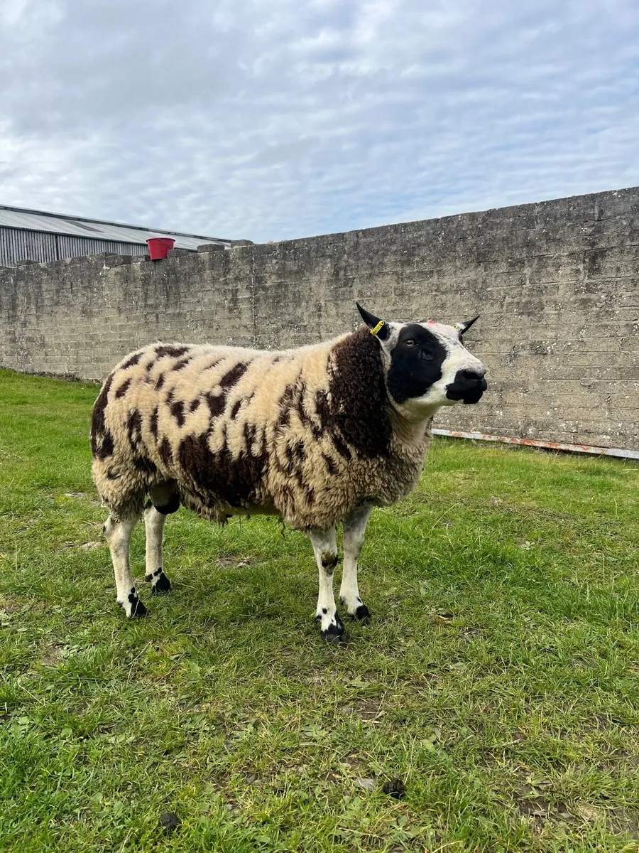 Dutch Spotted Ram - Image 1
